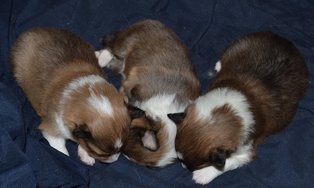 Cermel Shelties Perm Reg'd ... Breeders of Shetland Sheepdogs